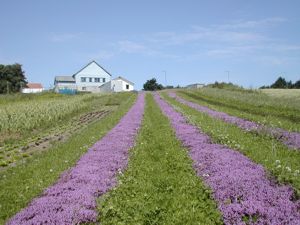 Skansen Urtehage og �kologiske Dagligvarer AS